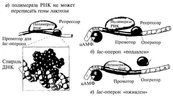 Пять нерешенных проблем науки - i_039.jpg