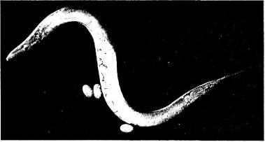 Пять нерешенных проблем науки - i_043.jpg