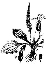 Школа выживания. Как избежать голодной смерти - i_015.jpg