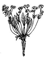 Школа выживания. Как избежать голодной смерти - i_027.jpg