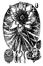 Школа выживания. Как избежать голодной смерти - i_029.jpg