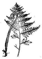 Школа выживания. Как избежать голодной смерти - i_031.jpg