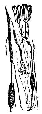 Школа выживания. Как избежать голодной смерти - i_032.jpg