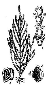 Школа выживания. Как избежать голодной смерти - i_033.jpg