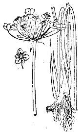 Школа выживания. Как избежать голодной смерти - i_035.jpg