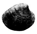 Школа выживания. Как избежать голодной смерти - i_336.jpg