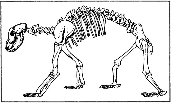 За пещерным человеком - i_018.png