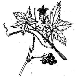 Справочник современного ландшафтного дизайнера - i_056.jpg