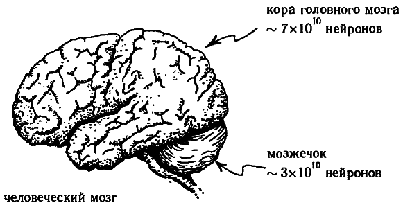 Тени разума. В поисках науки о сознании - _7.png