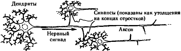 Тени разума. В поисках науки о сознании - _73.png