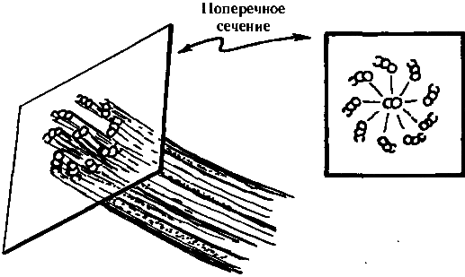 Тени разума. В поисках науки о сознании - _75.png