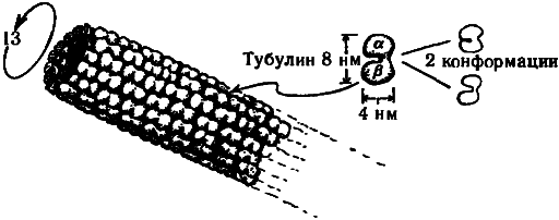 Тени разума. В поисках науки о сознании - _76.png