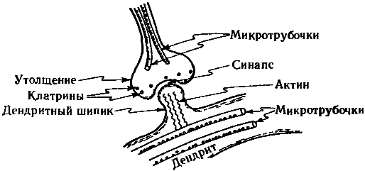 Тени разума. В поисках науки о сознании - _84.png