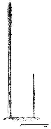 Следы трав индейских - i_012.jpg