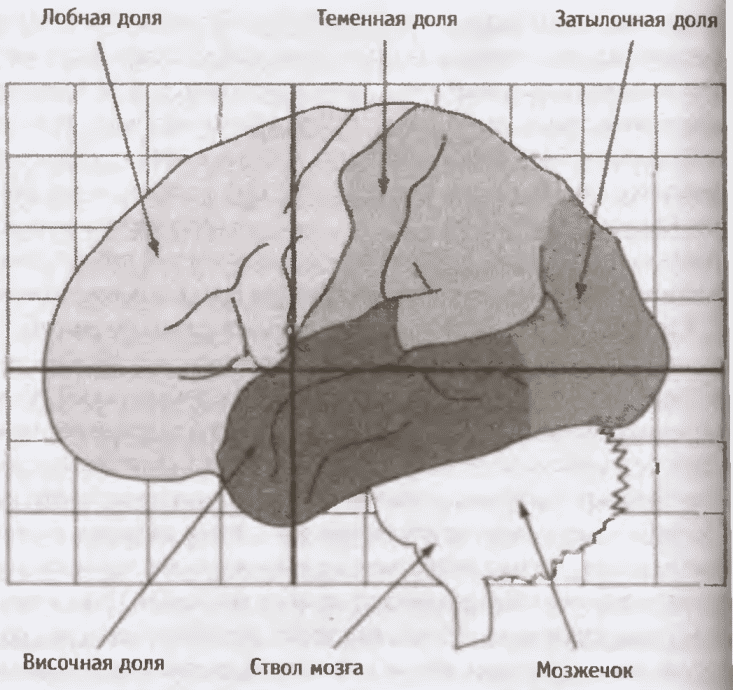 ШИЗОФРЕНИЯ: краткое введение - i_008.png