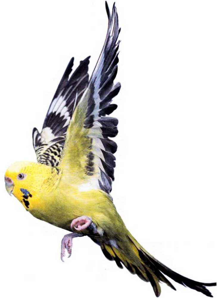 Волнистые попугайчики - image11.jpg
