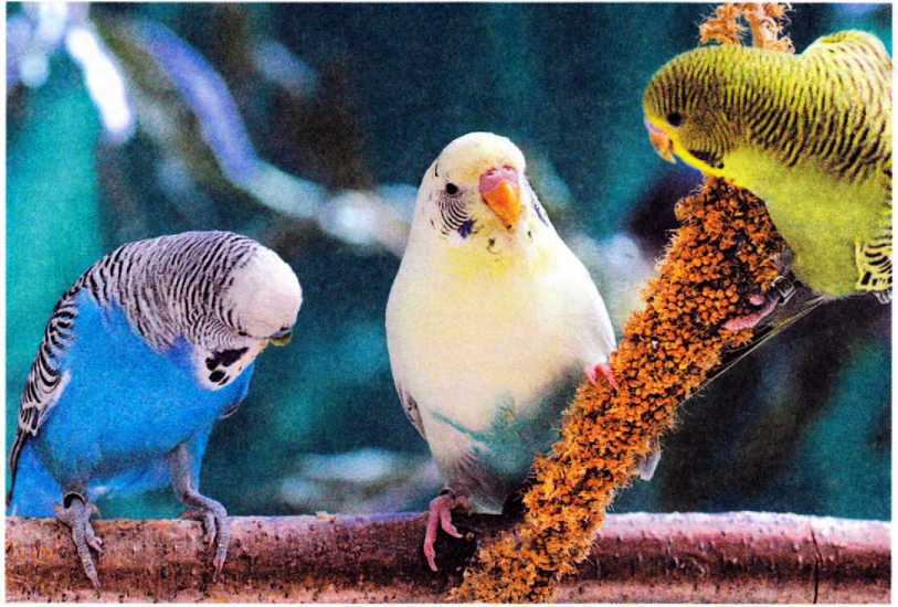 Волнистые попугайчики - image12.jpg
