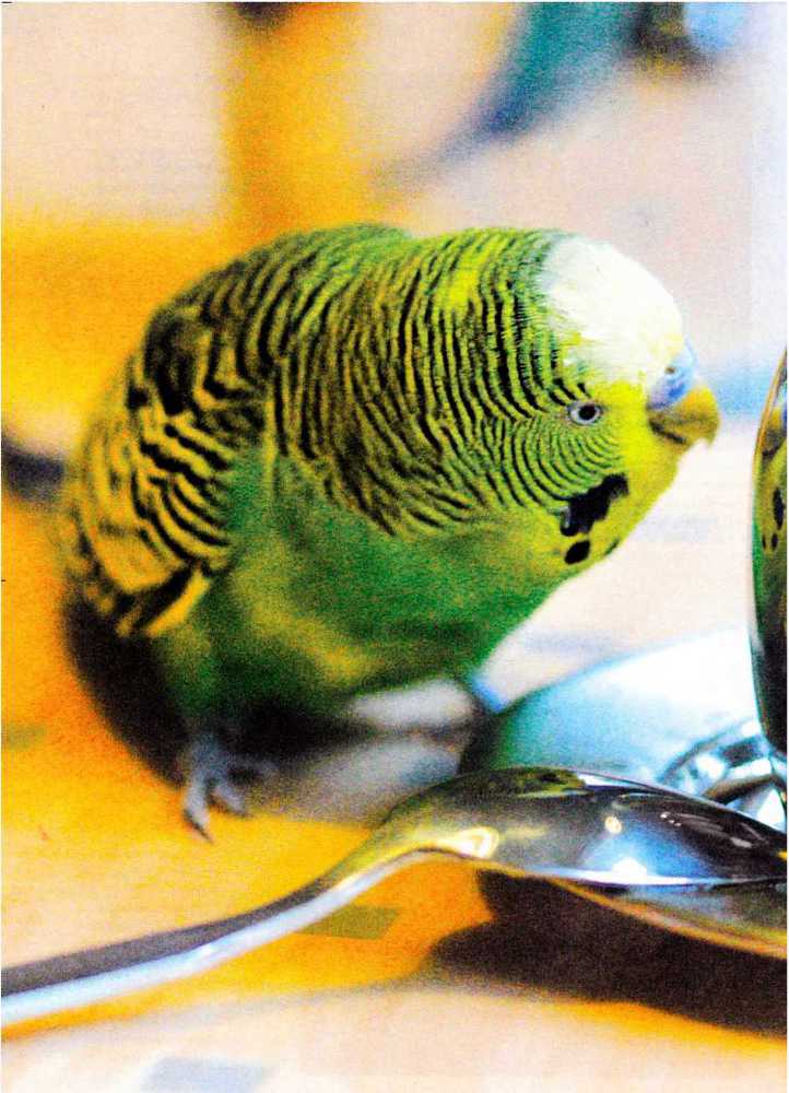 Волнистые попугайчики - image24.jpg