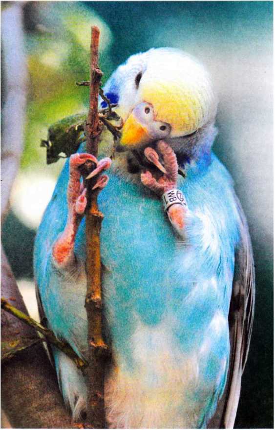 Волнистые попугайчики - image27.jpg