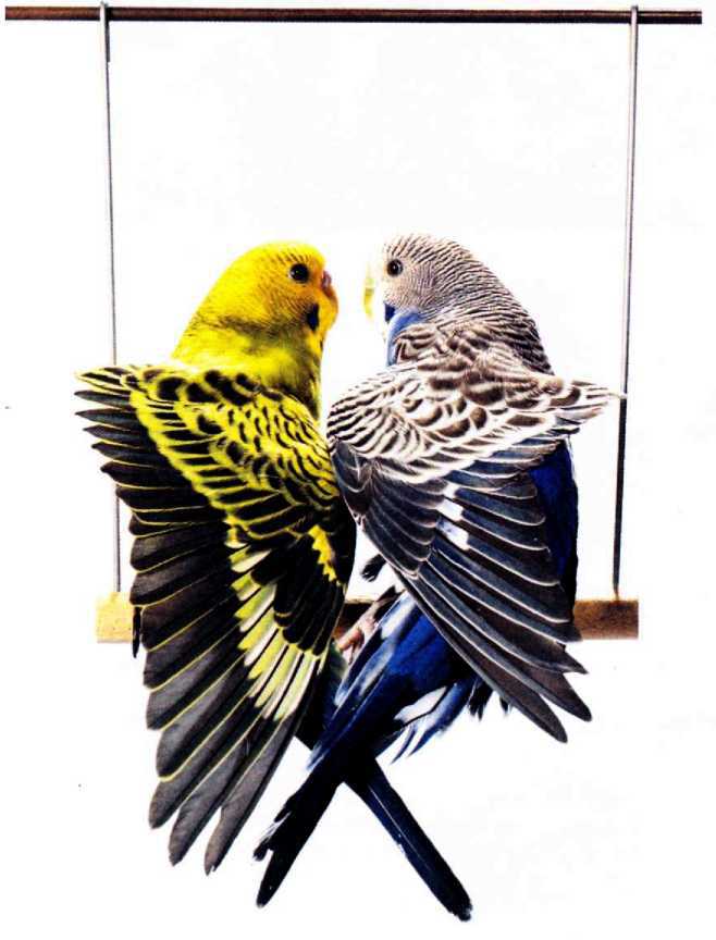 Волнистые попугайчики - image33.jpg