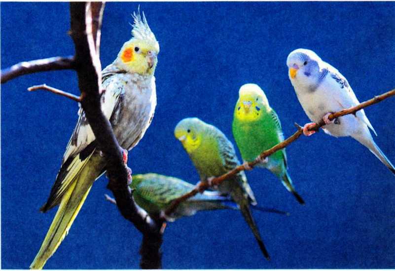Волнистые попугайчики - image34.jpg
