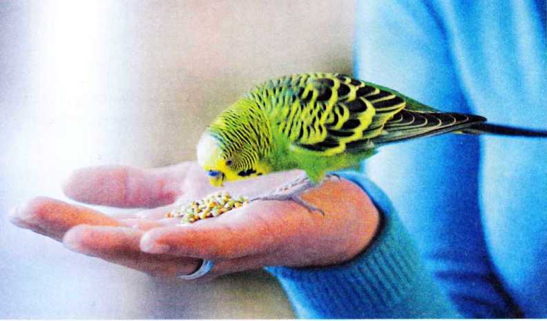 Волнистые попугайчики - image36.jpg