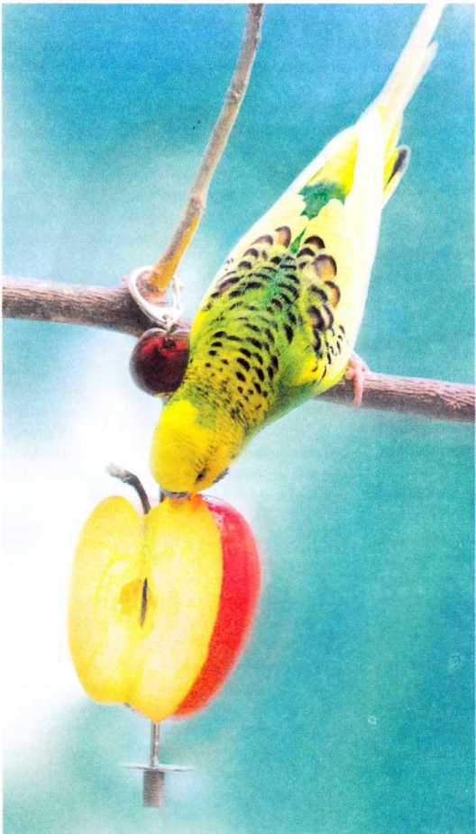 Волнистые попугайчики - image40.jpg