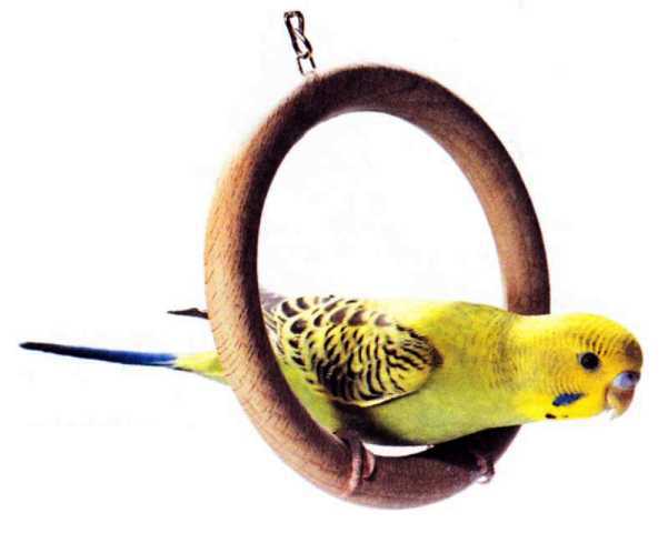 Волнистые попугайчики - image41.jpg