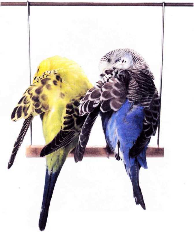 Волнистые попугайчики - image50.jpg