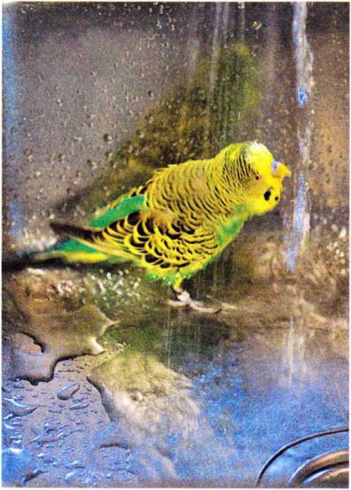 Волнистые попугайчики - image51.jpg