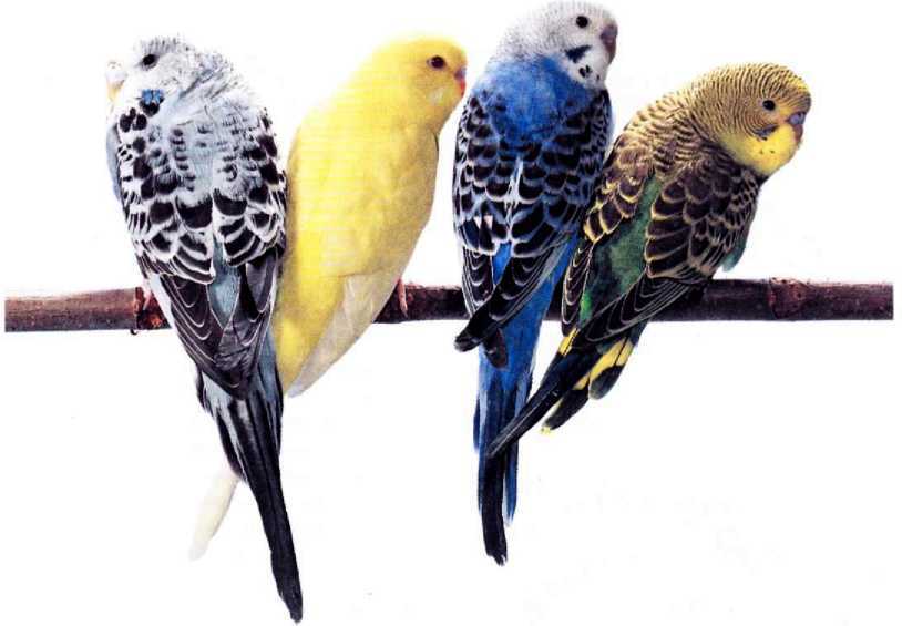 Волнистые попугайчики - image52.jpg