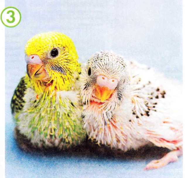 Волнистые попугайчики - image61.jpg