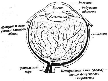 Улучшите ваше зрение - _03.jpg