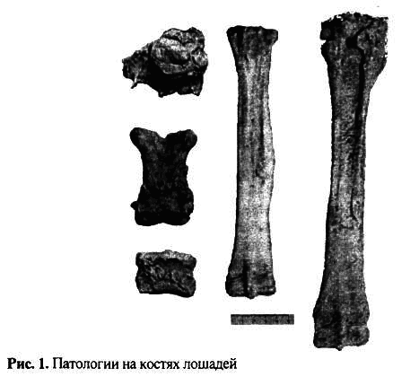 Новейшие археозоологические исследования в России: К столетию со дня рождения В.И. Цалкина - i_038.png