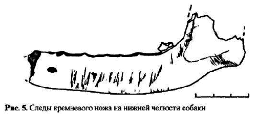 Новейшие археозоологические исследования в России: К столетию со дня рождения В.И. Цалкина - i_051.png
