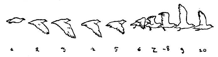 Абсурд и вокруг: сборник статей - i_024.jpg
