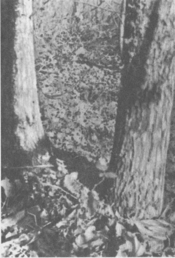 Вестник, или Жизнь Даниила Андеева: биографическая повесть в двенадцати частях - i_098.jpg