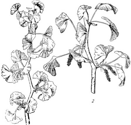 Происхождение растений - i_013.jpg