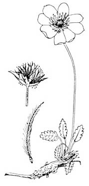 Происхождение растений - i_021.jpg