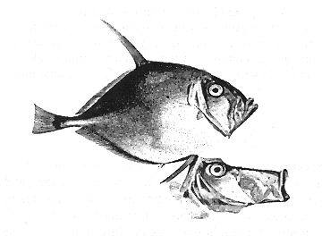 Книга рыб гоулда - _11.jpg