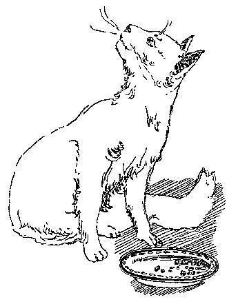 Кот на Рождество - _8.jpg