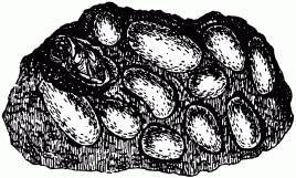 Жизнь насекомых. Рассказы энтомолога - _196.jpg