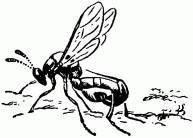 Жизнь насекомых. Рассказы энтомолога - _254.jpg