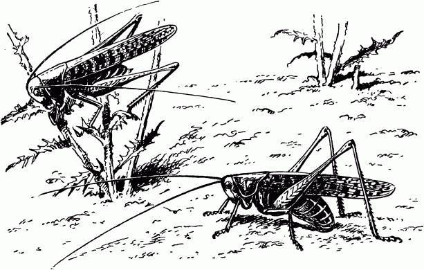 Жизнь насекомых. Рассказы энтомолога - _431.jpg