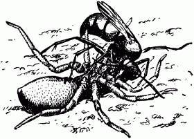 Жизнь насекомых. Рассказы энтомолога - _163.jpg