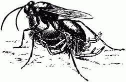 Жизнь насекомых. Рассказы энтомолога - _164.jpg