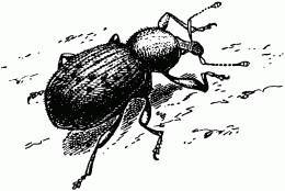 Жизнь насекомых. Рассказы энтомолога - _187.jpg