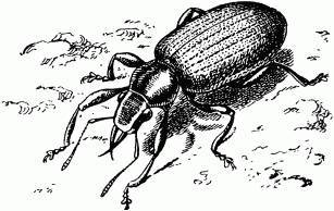 Жизнь насекомых. Рассказы энтомолога - _188.jpg