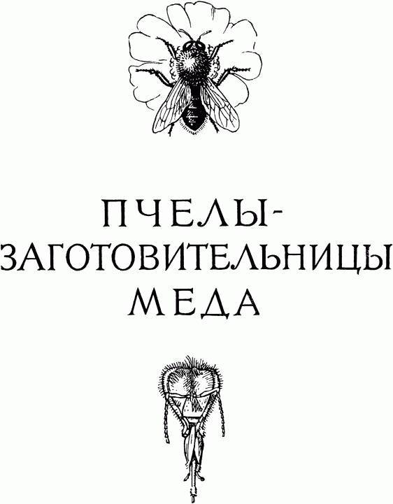 Жизнь насекомых. Рассказы энтомолога - _191.jpg