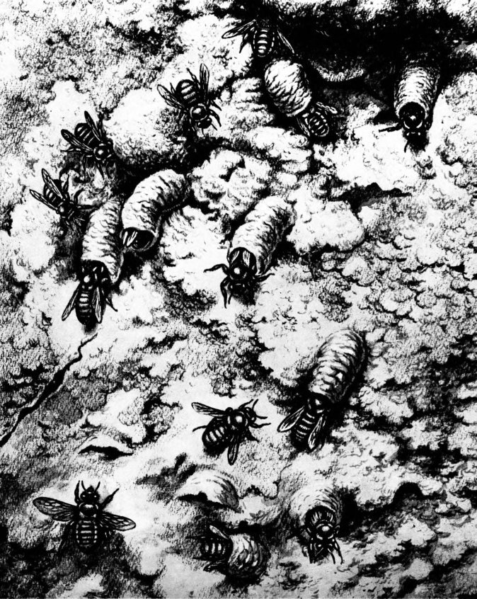 Жизнь насекомых. Рассказы энтомолога - _193.jpg